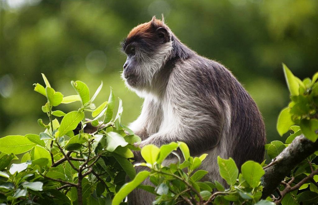 primate